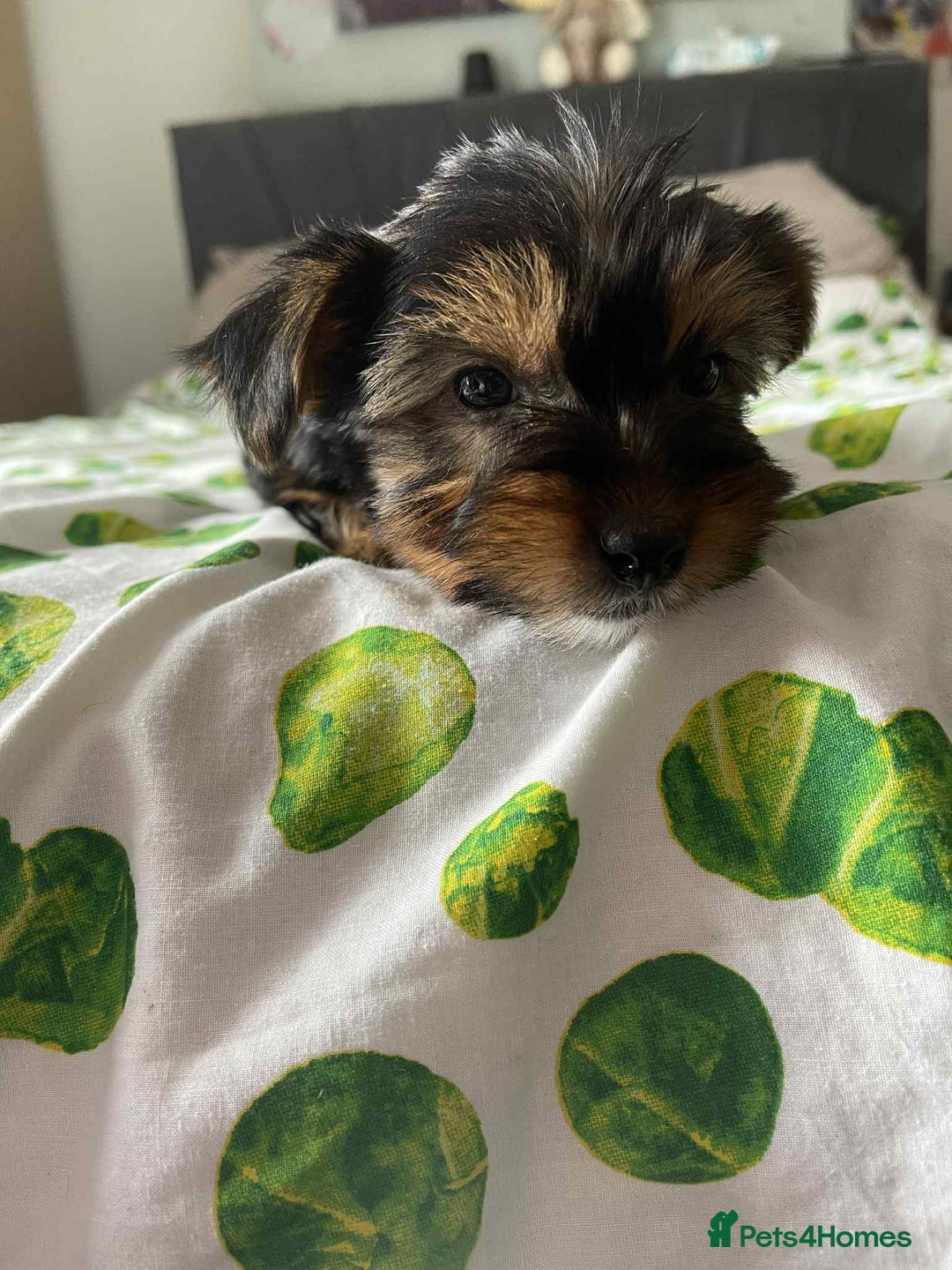 Yorkshire Terrier dogs for sale: 6 lovely Yorkshire puppies  - Image 6