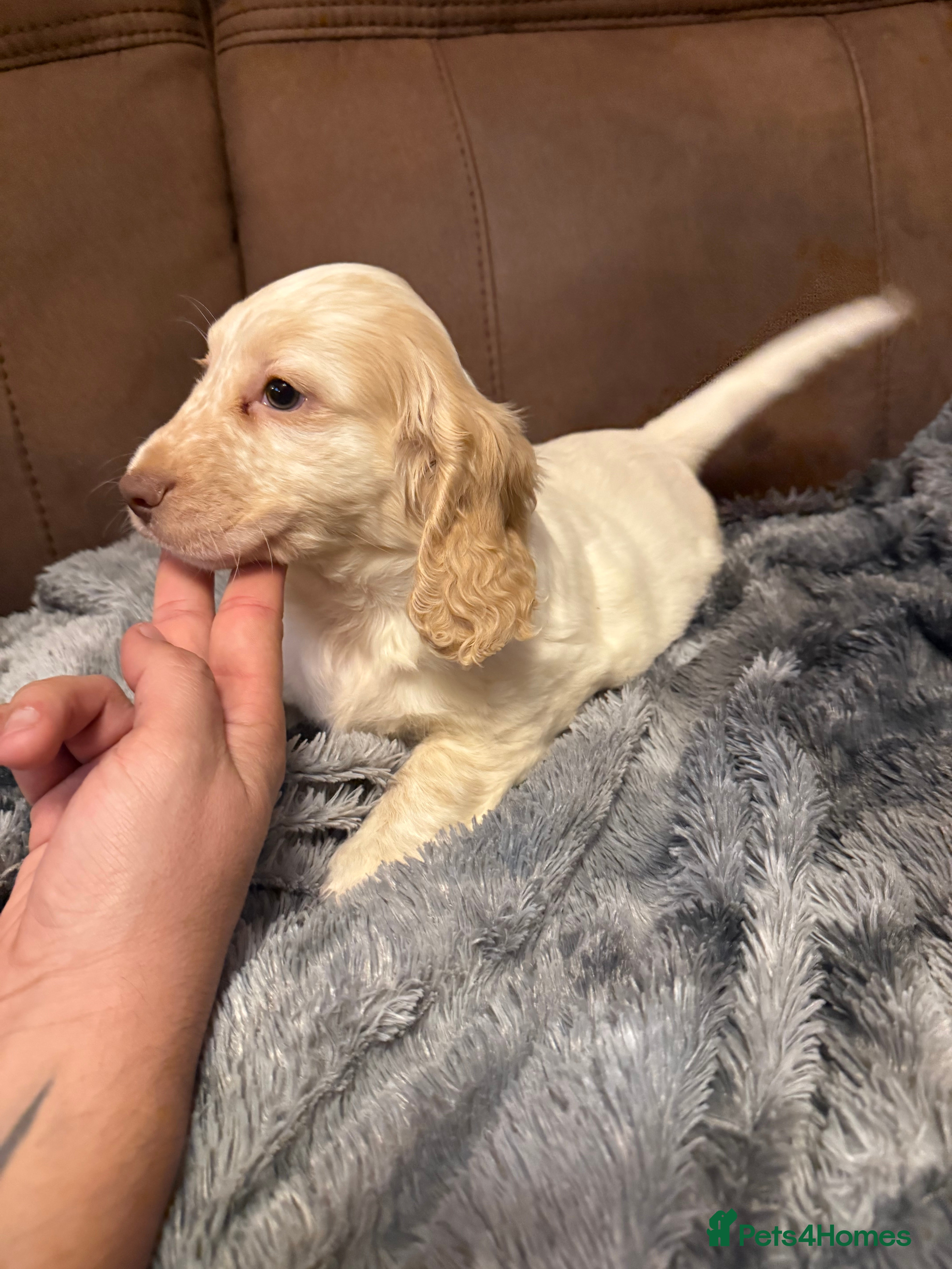 Cocker Spaniel dogs 1 boy and 1 girl KC reg show type stunners  - Advert 1