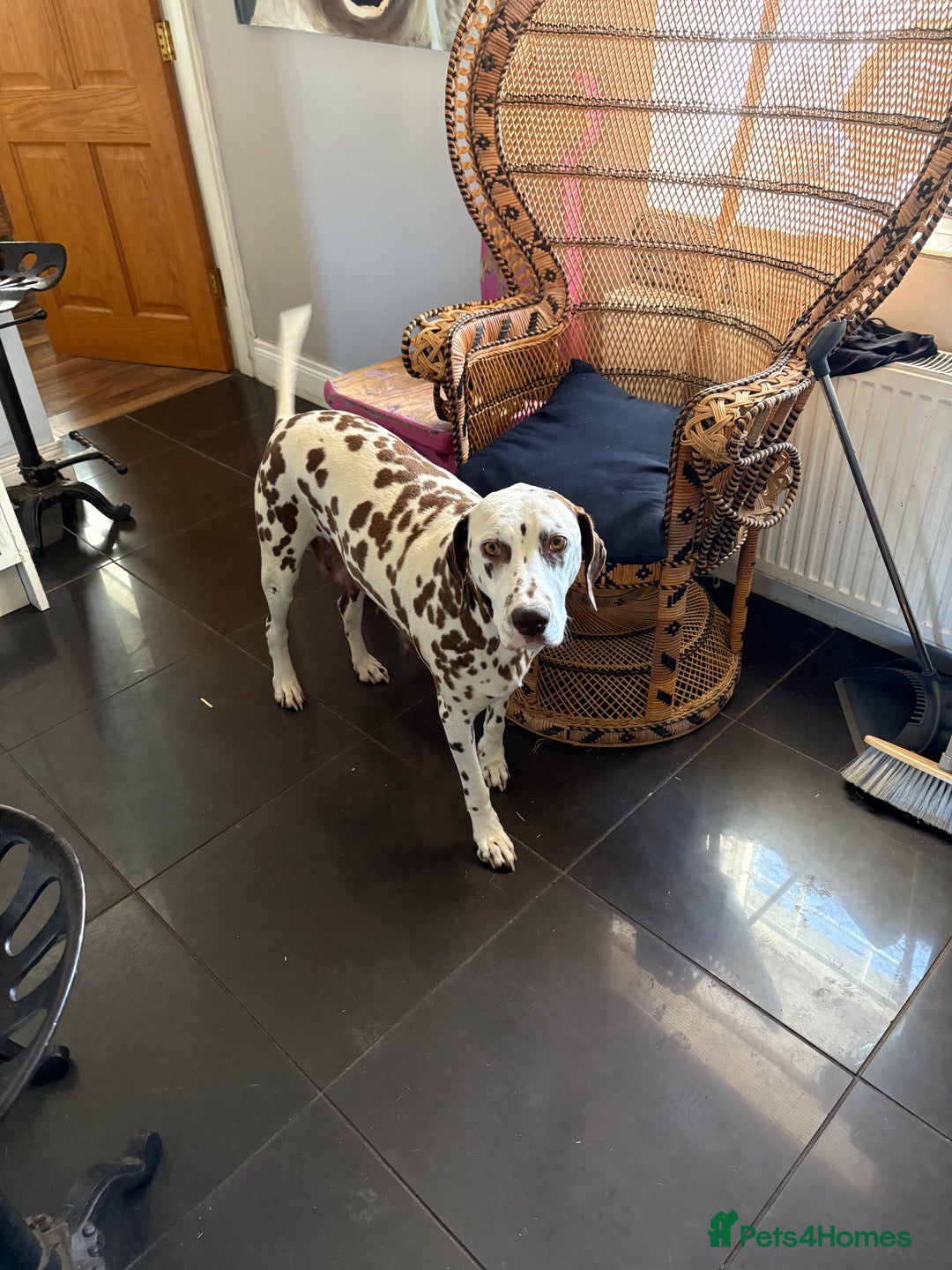Dalmatian dogs for sale: Gorgeous chunky healthy Dalmatian puppies  - Image 2