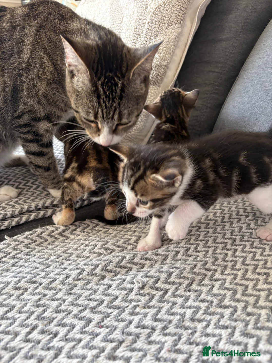 Mixed Breed cats for sale: Stunning kittens ♥️🐱🐱🐱 - Advert 1