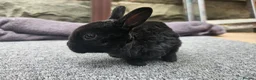 Rex rabbits for sale: Rex & Mini Rex Kits Available - Advert 7