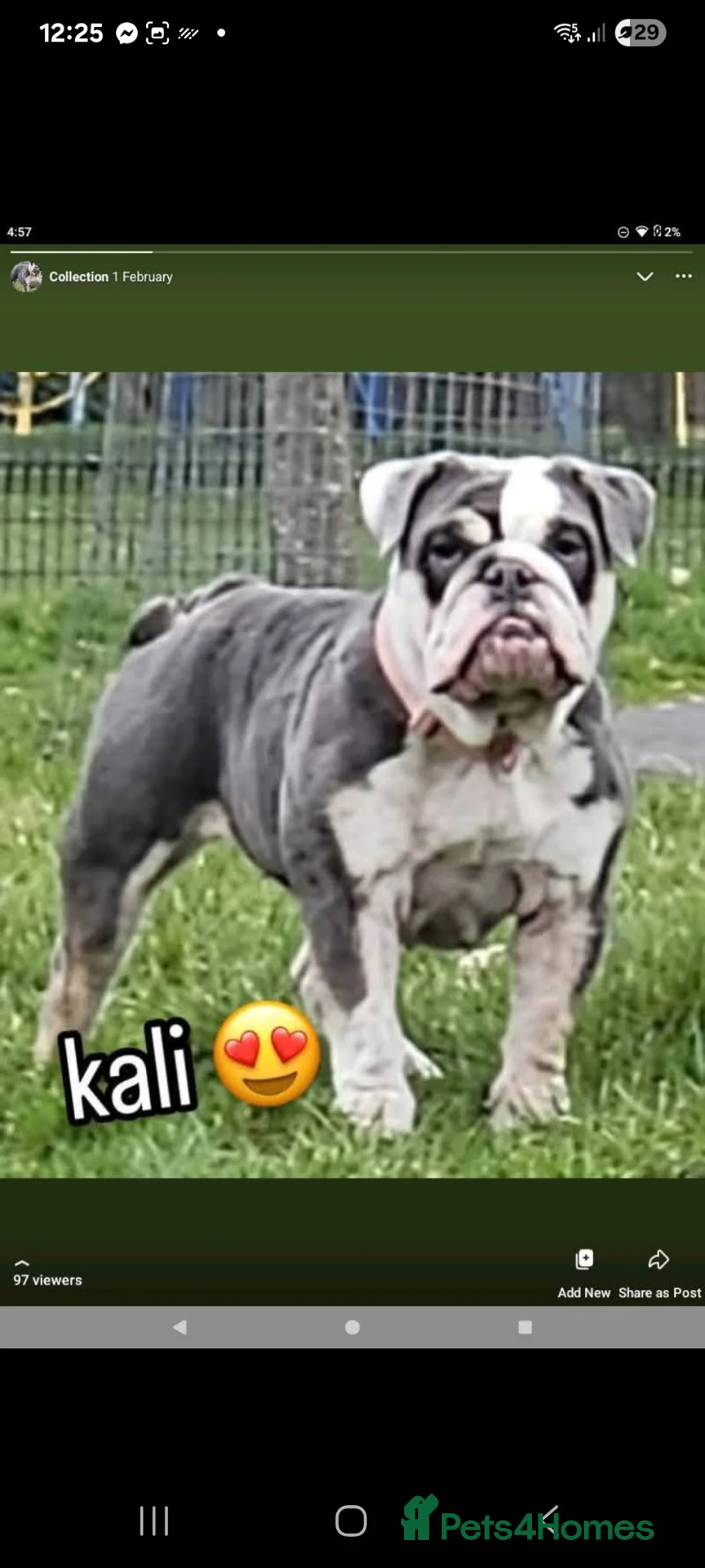 English Bulldog dogs for sale: Merle english bulldog puppies  - Advert 1