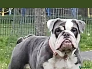 English Bulldog dogs Merle english bulldog puppies - Advert 6