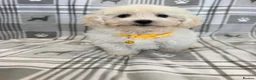 Maltipoo dogs for sale: Happy,loving affectionate Health Tested Maltipoo’s - Advert 26