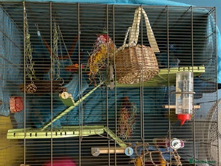 Rat rodents 2 male rats - Advert 3