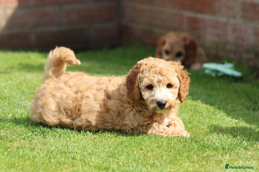 Cockapoo dogs for sale: Beautiful F1 Cockapoo puppies for sale - Image 12