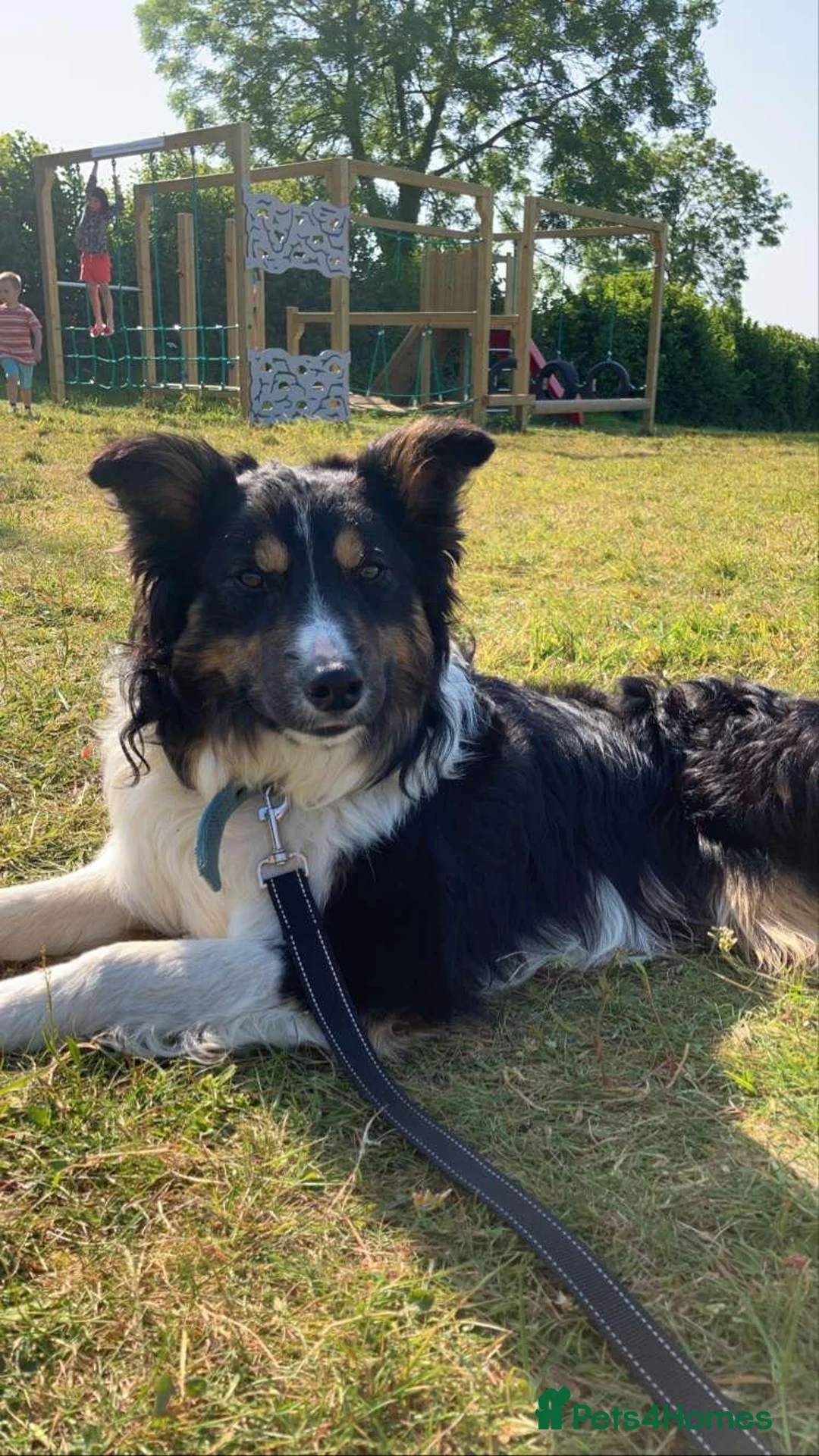 Border Collie dogs for stud: ISDS registered for stud DNA clear in Dorchester - Advert 2