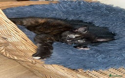 Mixed Breed cats for sale: 5 Maine Coon cross kittens available💞 - Image 16
