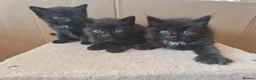 Mixed Breed cats for sale: 3 black kittens for sale - Advert 5