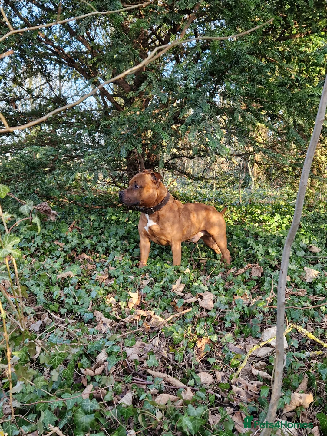 Staffordshire Bull Terrier dogs for stud: Red Staffordshire Bull Terrier Stud in Wolverhampton - Advert 3