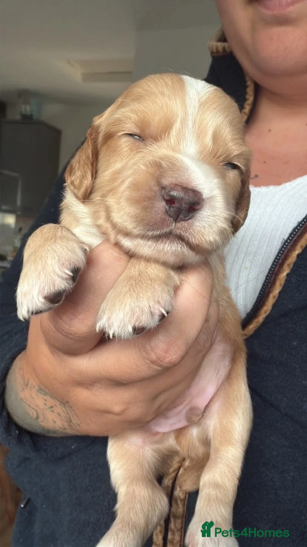 Sprocker dogs for sale: 2 boy sprocker puppies  in Brechin - Advert 9
