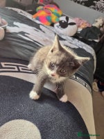 Russian Blue cats - Advert 1