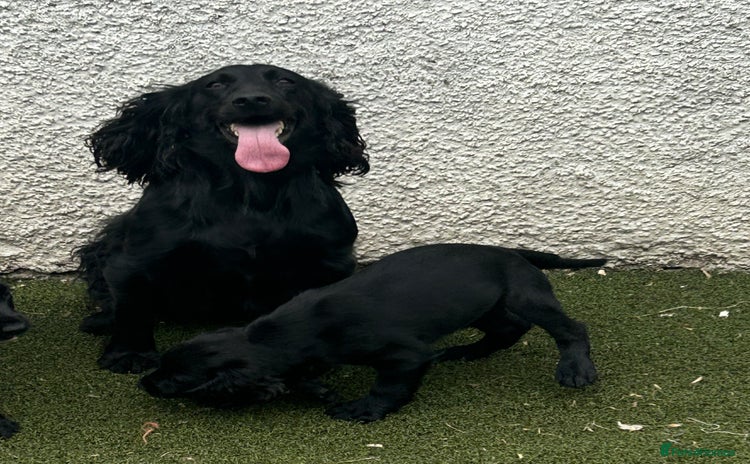 Cocker Spaniel dogs - Advert 4