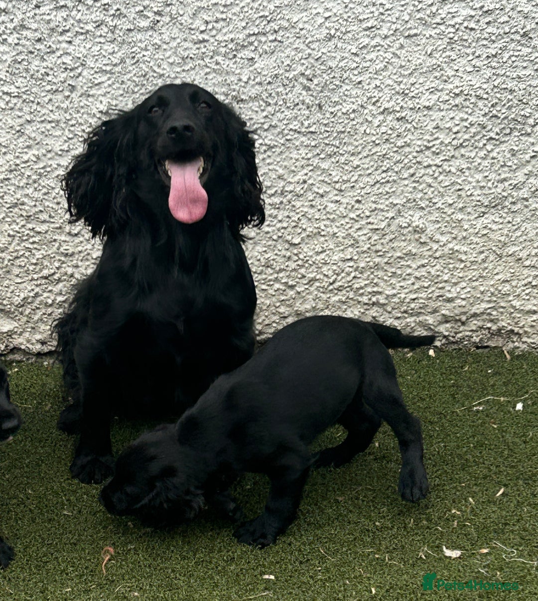 Cocker Spaniel dogs for sale: Two gorgeous male KC cocker spaniels - Image 1