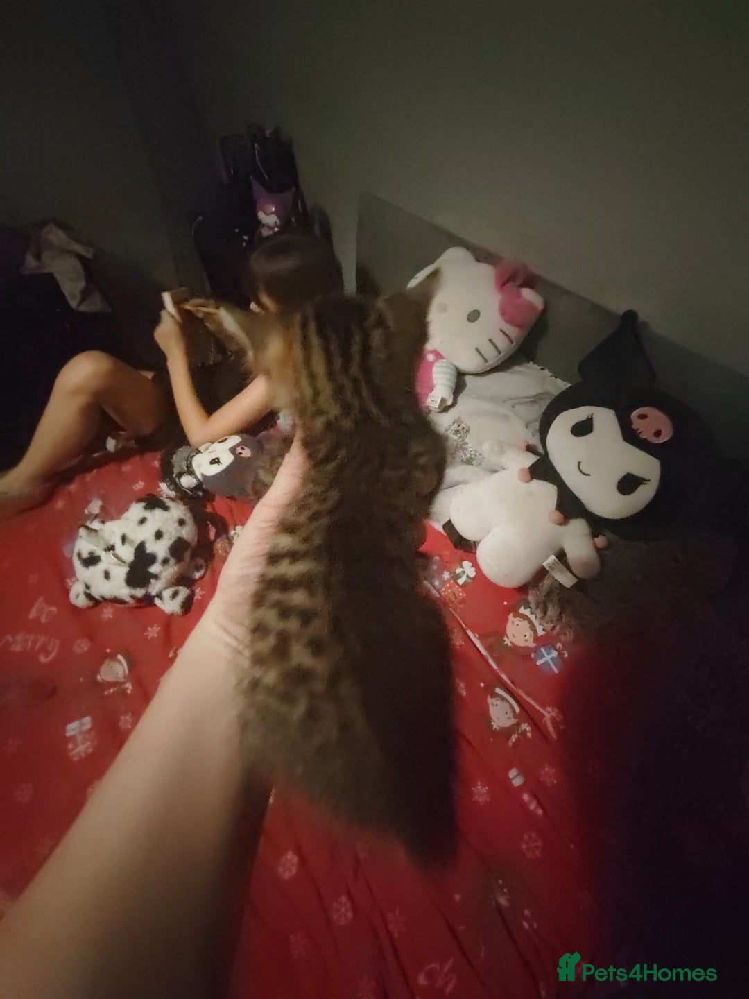 Mixed Breed cats for sale: Beautiful fluffy kittens  - Advert 17