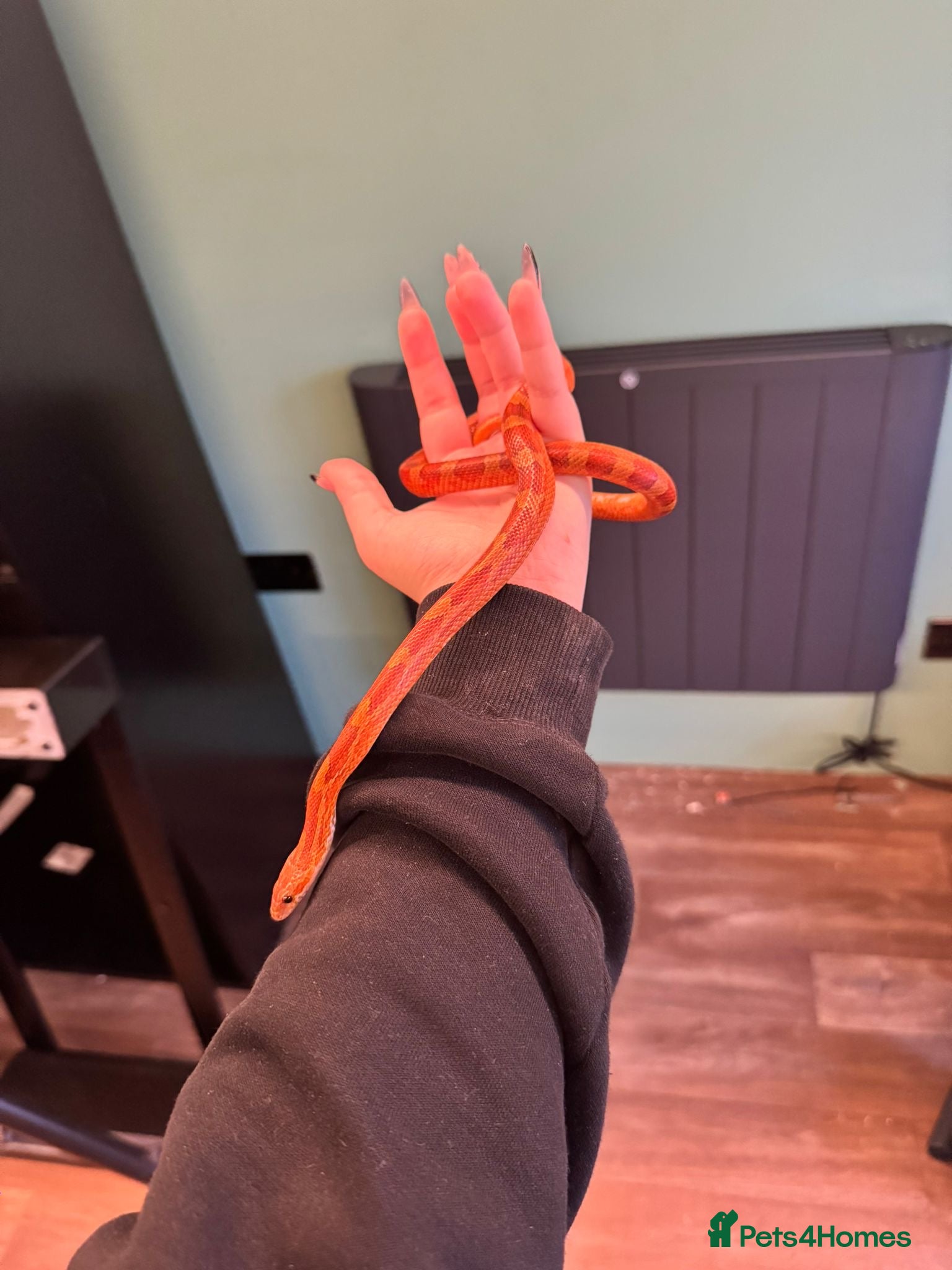 Corn Snake reptiles Corn snake Red - Advert 15