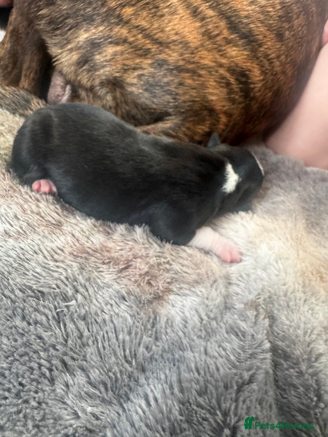 Mixed Breed dogs for sale: Pups for sale  - Image 10