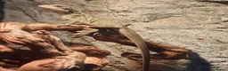 Mixed Breed reptiles for sale: Reptiles for sale mix of different ones  - Advert 9