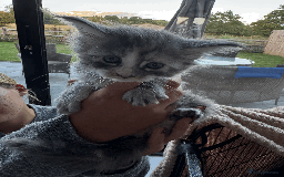 Maine Coon cats for sale: Maine coon kittens -2 boys and 1 girls left - Image 16