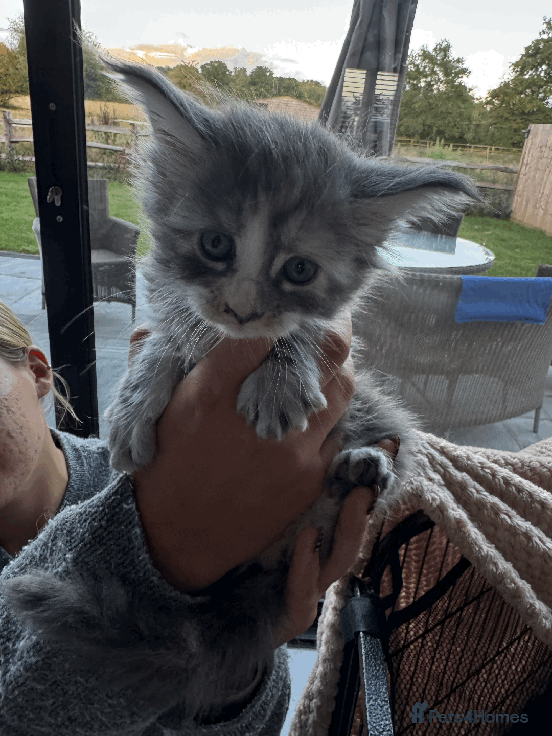Maine Coon cats for sale: Maine coon kittens -2 boys and 1 girls left - Image 16