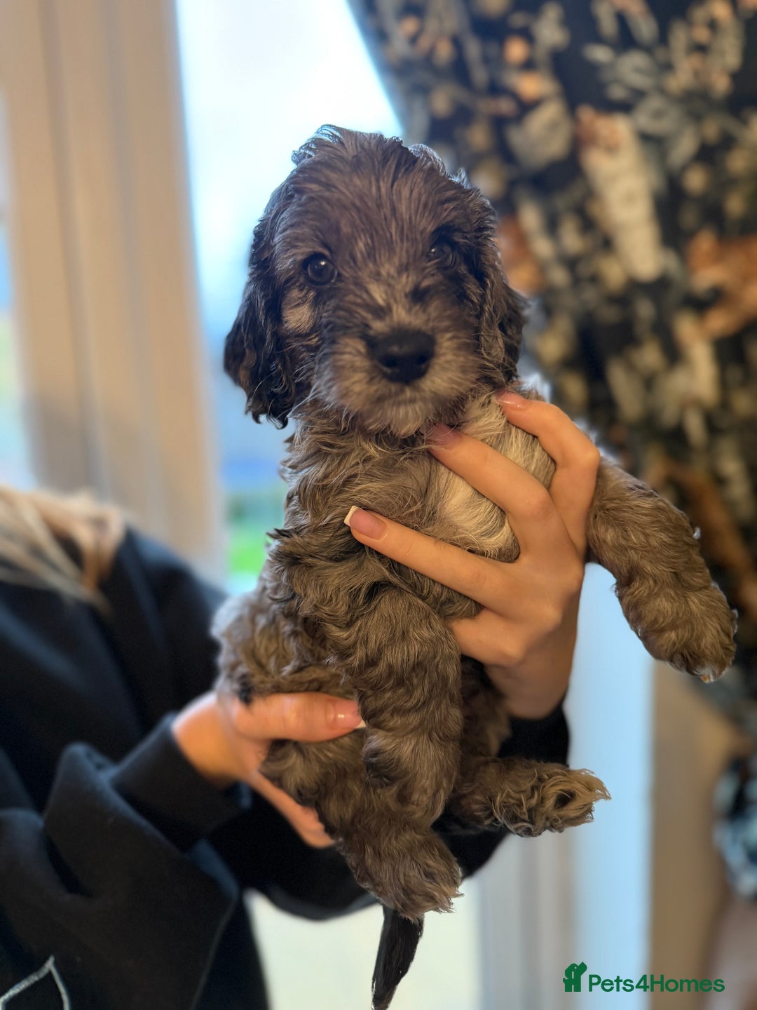 Cockapoo dogs for sale: REDUCED Beautiful F2 cockapoo puppies  - Advert 5