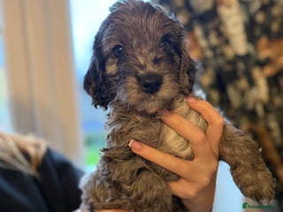 Cockapoo dogs - Advert 5