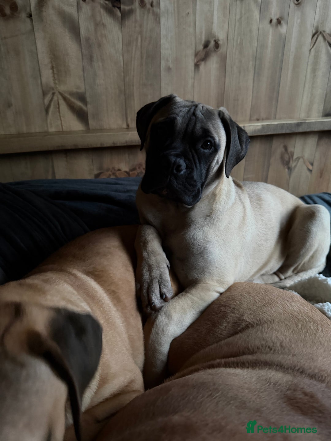 Bullmastiff dogs for sale: Bullmastiff - Advert 2
