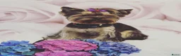 Yorkshire Terrier dogs for sale: KC REG Yorkshire Terrier Puppies - Advert 2