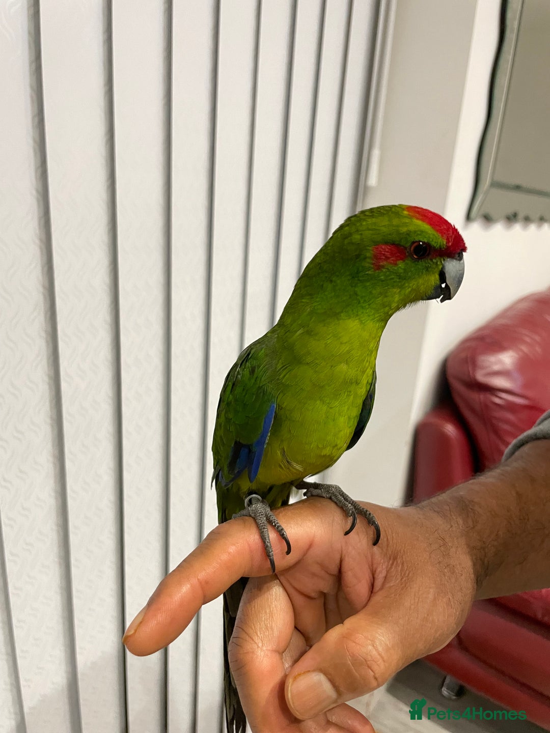 Parakeets birds for sale: Loving kakariki for sale🦜💗 - Advert 4