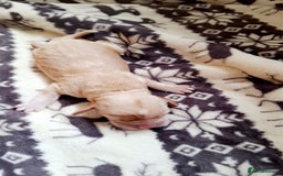 Cockerdor dogs for sale: Cockerdor puppies - Image 3
