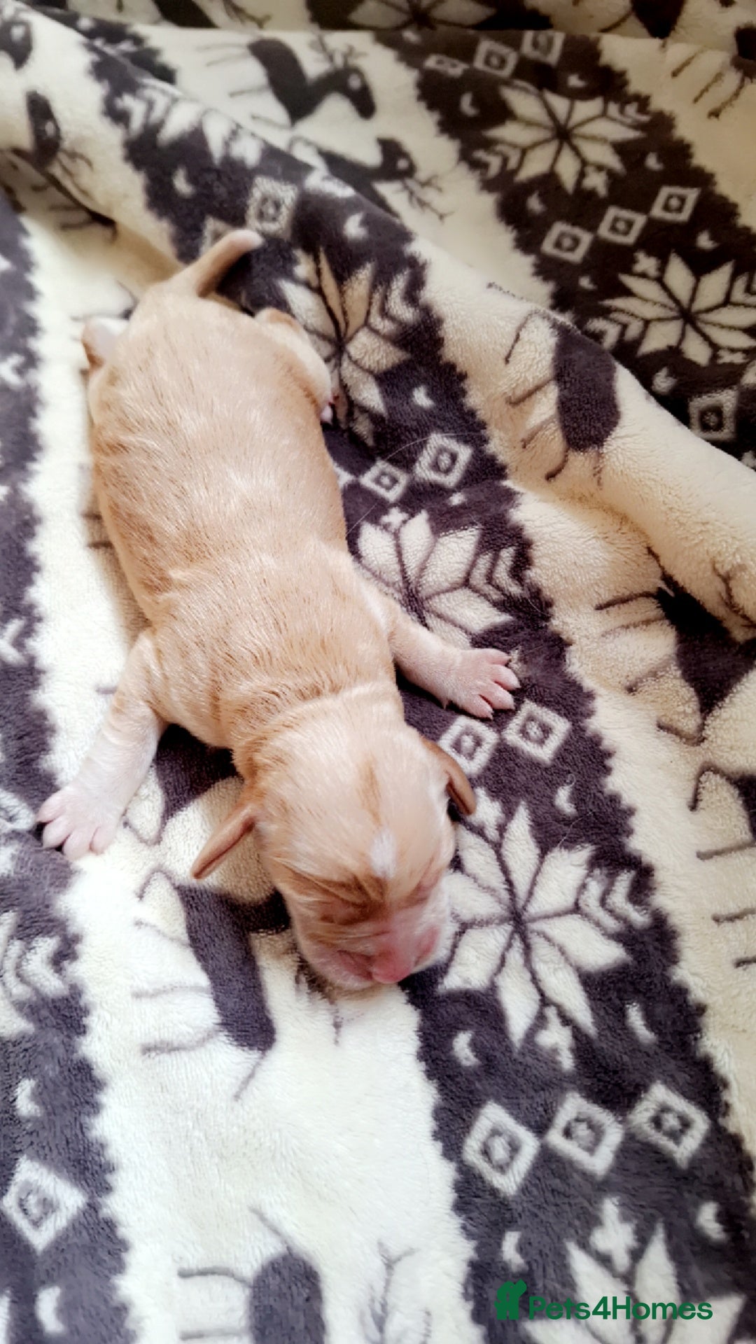 Cockerdor dogs for sale: Cockerdor puppies - Image 3