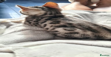 Bengal cats - Advert 5