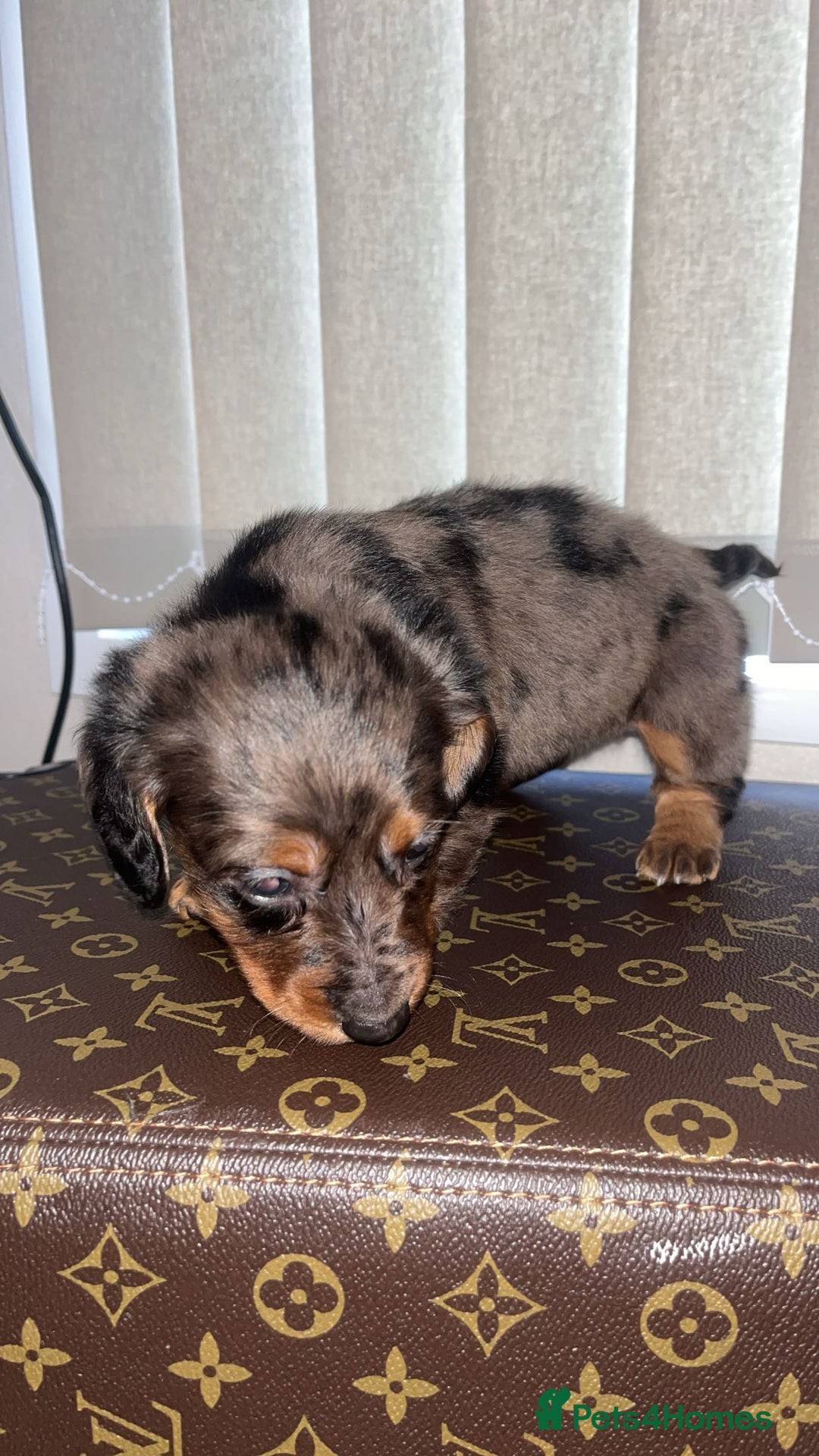 Miniature Dachshund dogs for sale: Miniature dachshund puppies - Advert 8