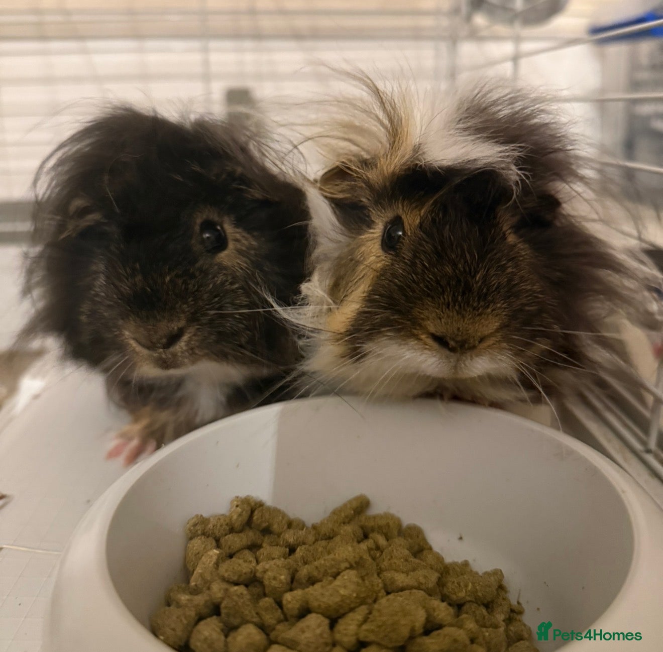 Guinea Pig rodents Bonded pair of male guinea pigs with full set up - Advert 8