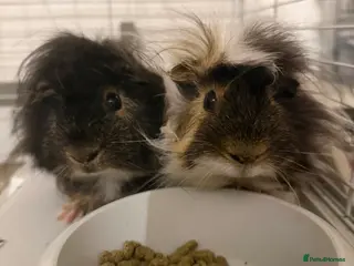 Guinea Pig rodents Male guinea pigs with full set up - Advert 1