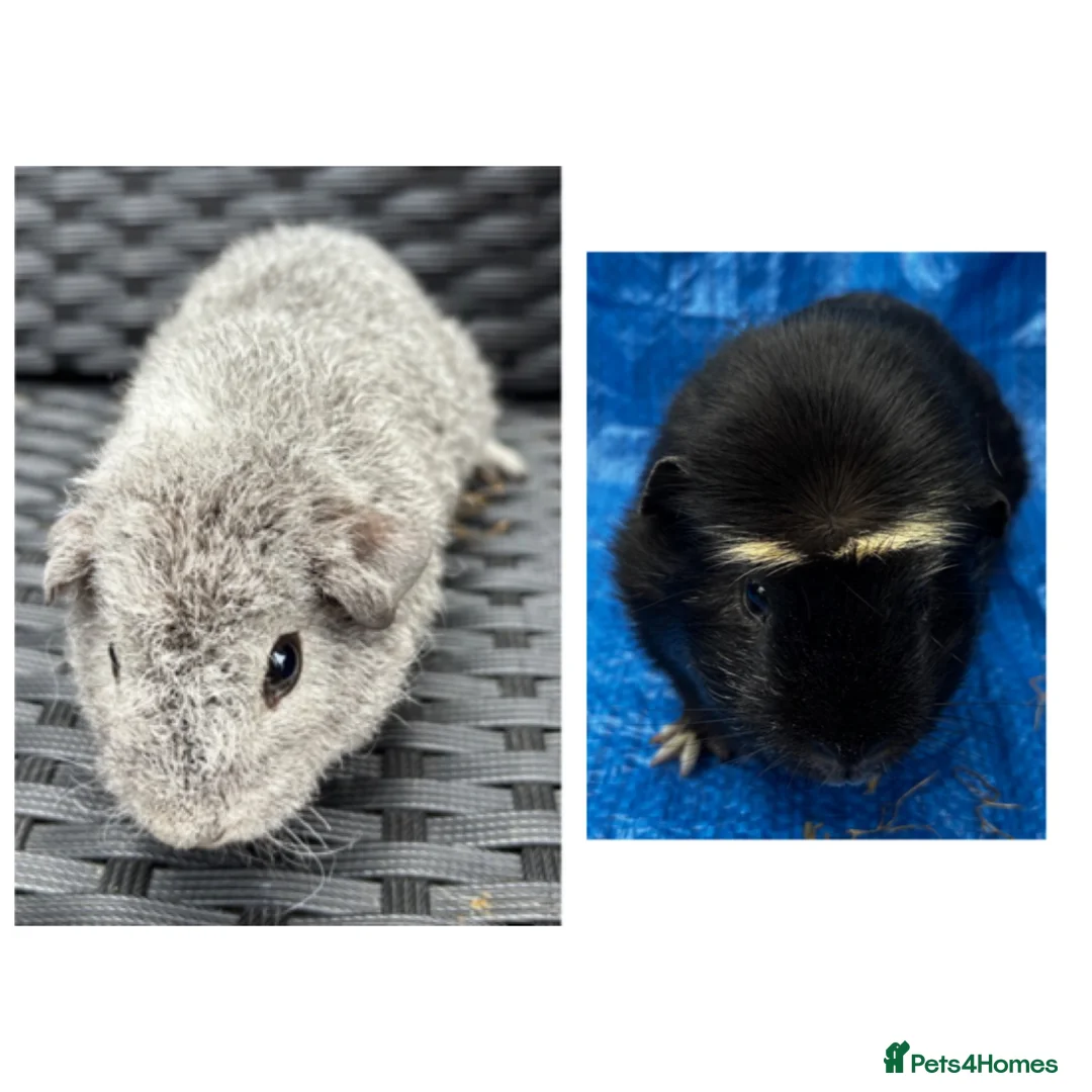 Guinea Pig rodents for sale: X2 bonded boys  - Advert 2