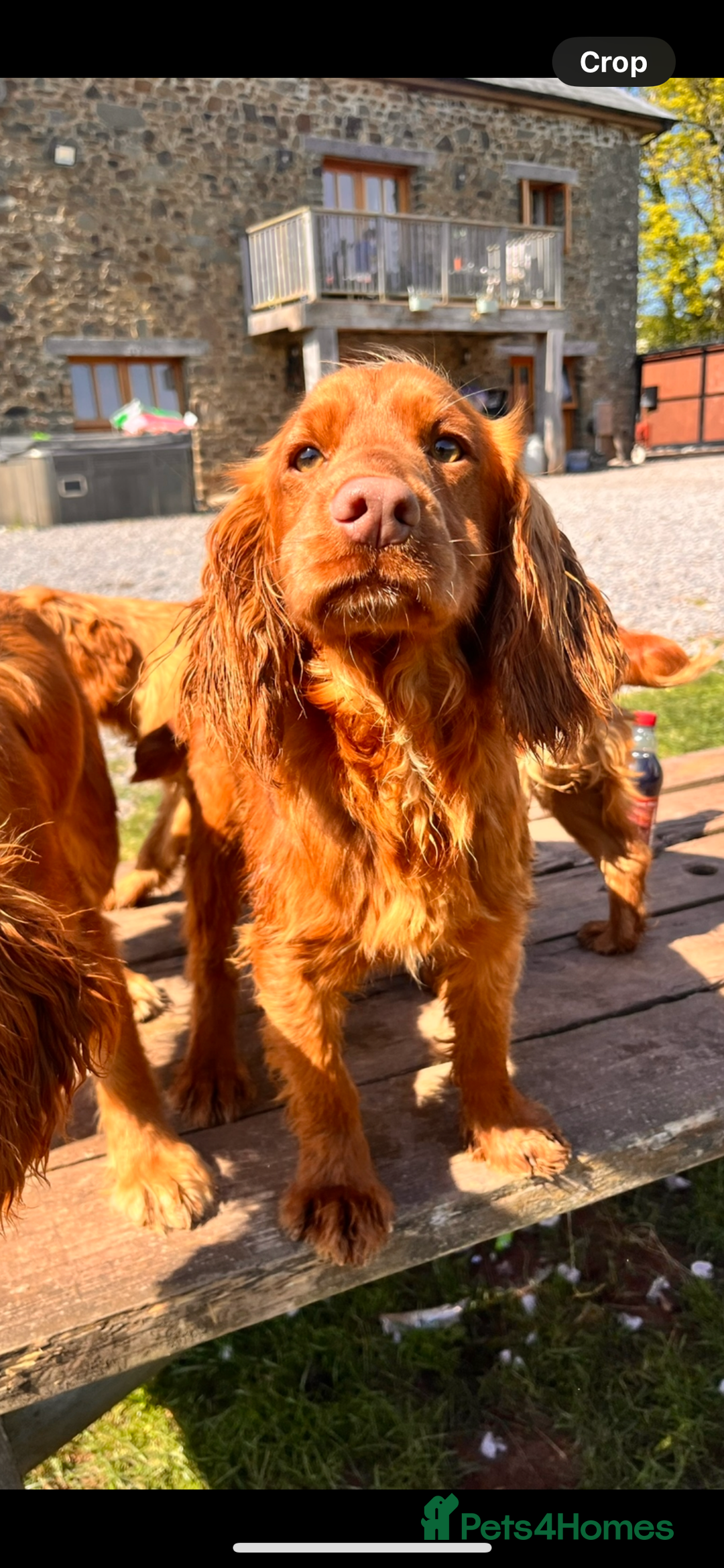 Cocker Spaniel dogs for sale: KC working cocker spaniel  - Image 3