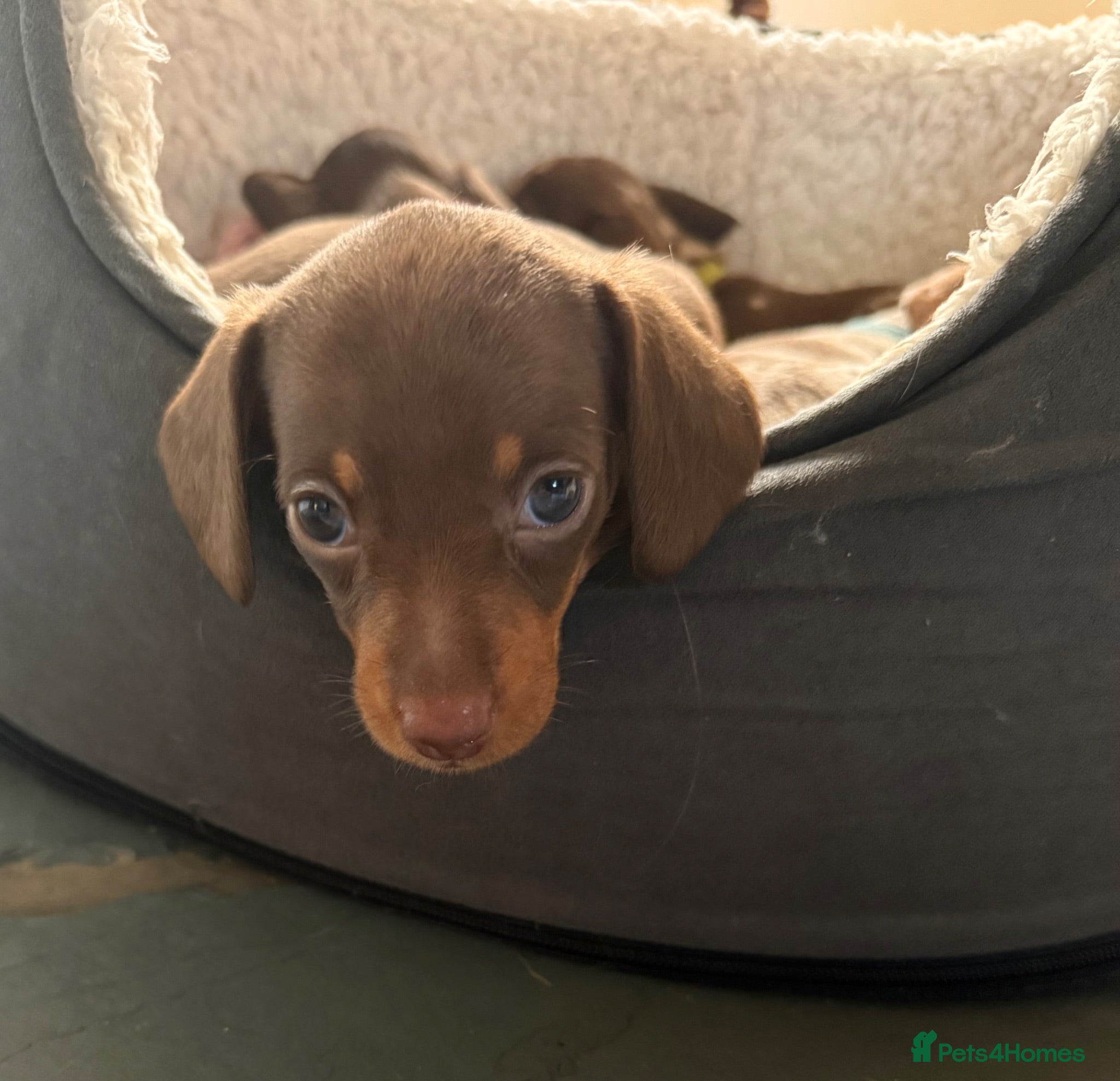 Miniature Dachshund dogs 3 smooth-haired miniature dachshunds - Advert 7