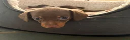 Miniature Dachshund dogs for sale: 3 smooth-haired miniature dachshunds in Coulsdon - Advert 1