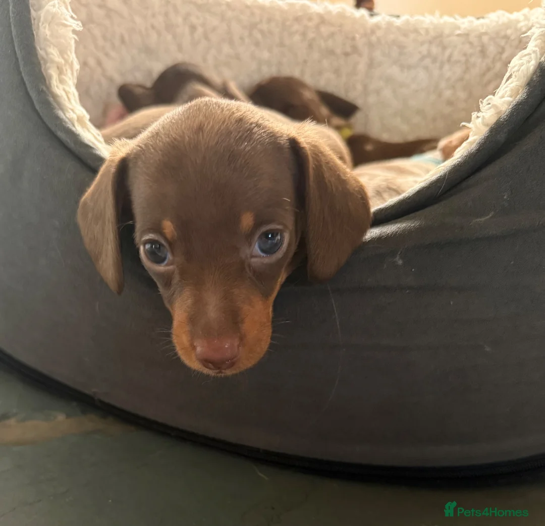 Miniature Dachshund dogs for sale: 3 smooth-haired miniature dachshunds in Coulsdon - Advert 1