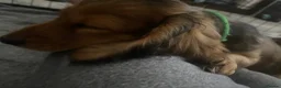 Miniature Dachshund dogs for sale: 6 miniature longhaired dachshund -  - Advert 10