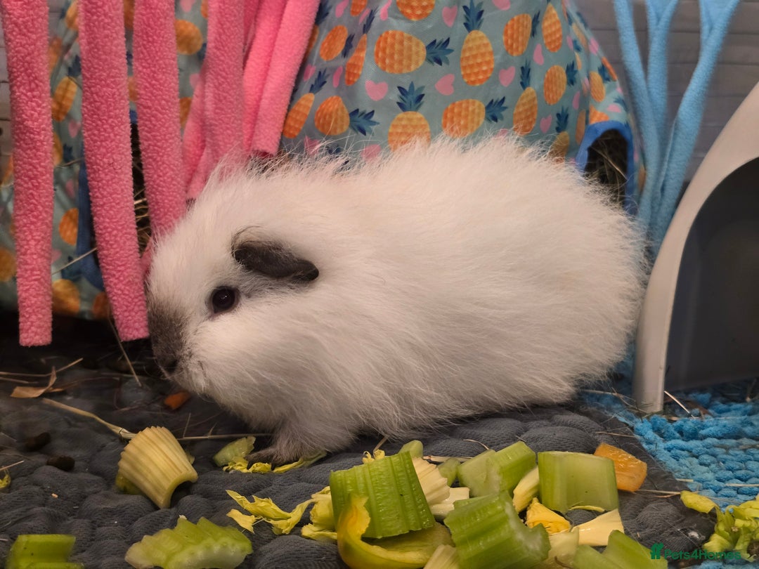 Guinea Pig rodents for sale: Male guinea pig silkie×swiss mix - Image 6
