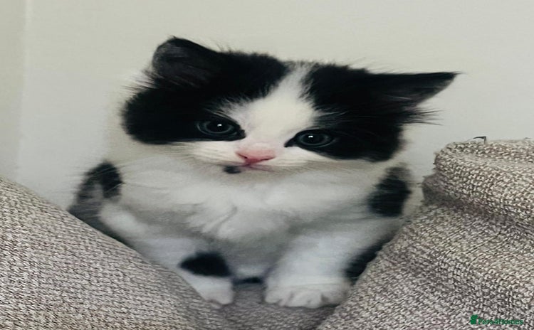Mixed Breed cats - Advert 12