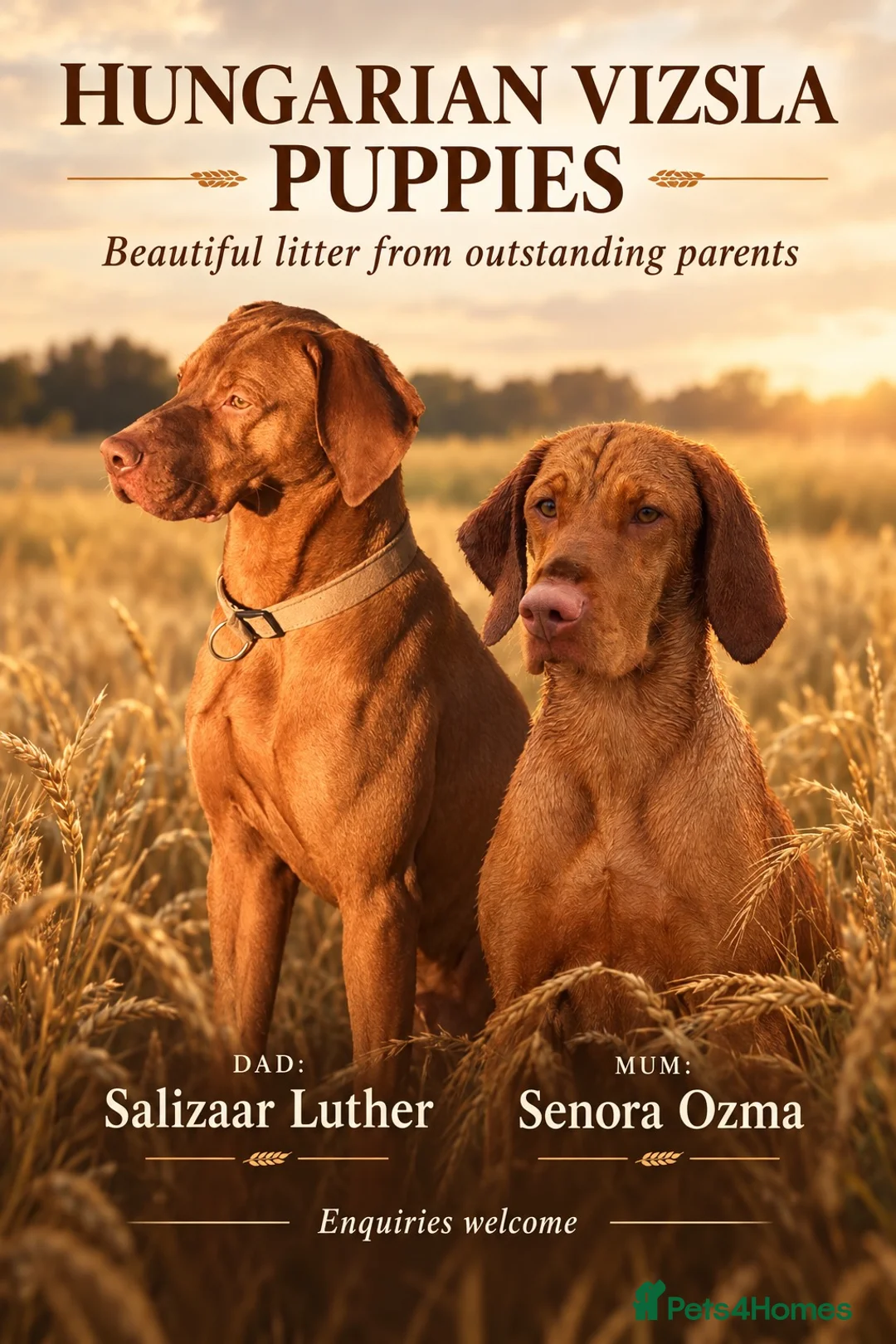 Hungarian Vizsla dogs for sale: Stunning KC registered Hungarian Vizsla Puppies  - Advert 1