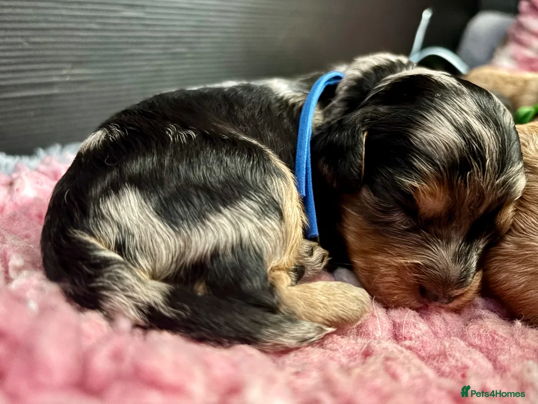 Cavapoo dogs for sale: 💙 Beautiful F1 cavapoo puppies 💞 - Advert 1