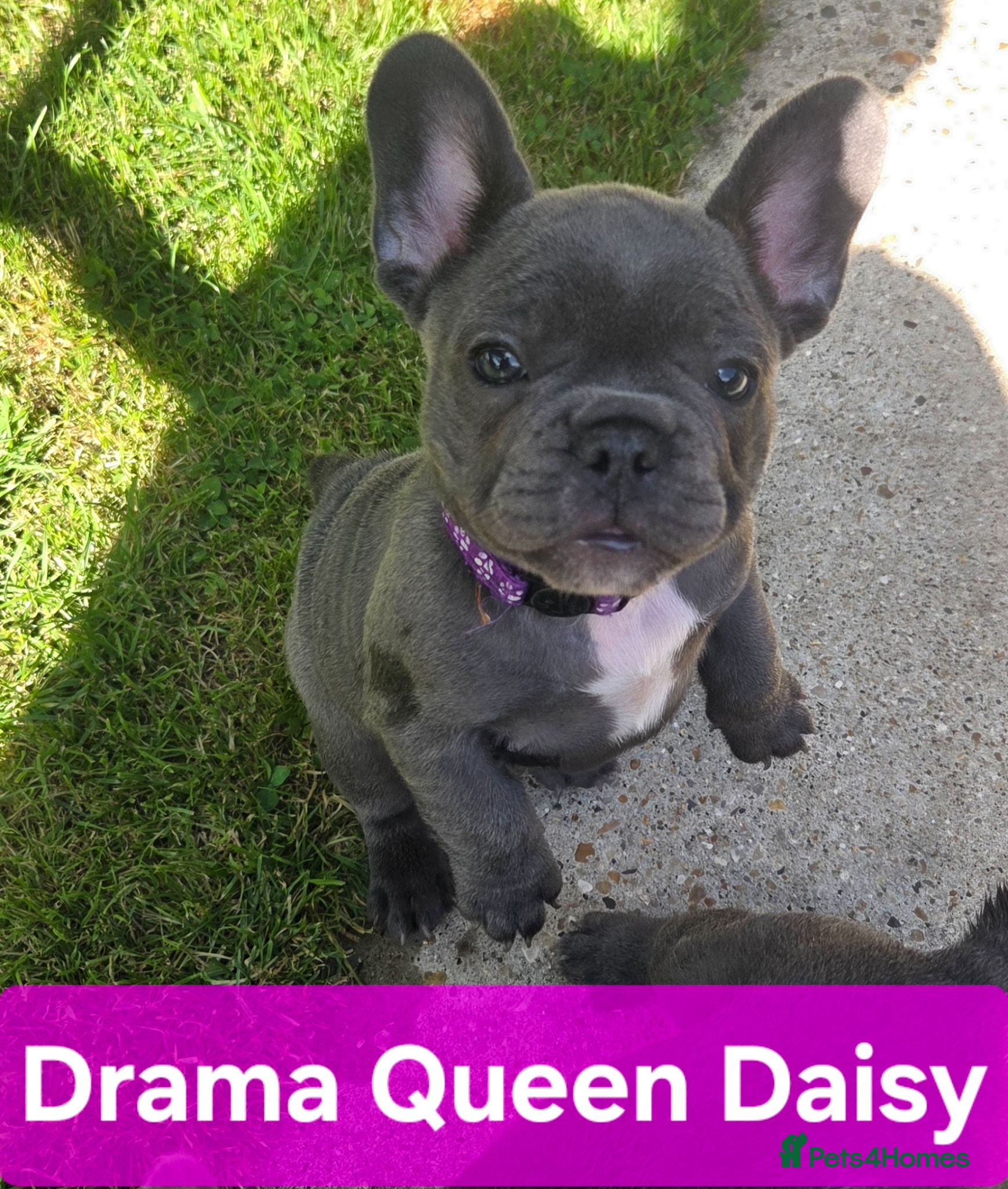 French Bulldog dogs French bulldogs ready to leave - Advert 1