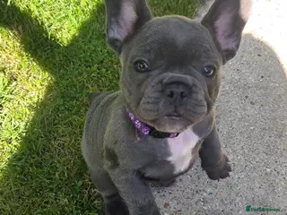 French Bulldog dogs French bulldogs ready to leave - Advert 1