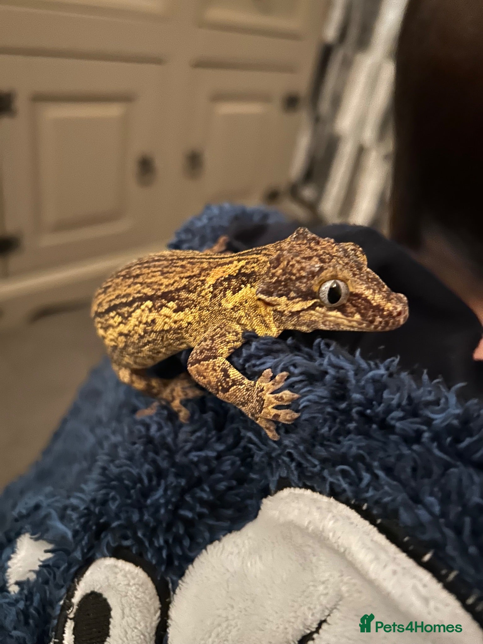Gecko reptiles Gargoyle gecko - Advert 8