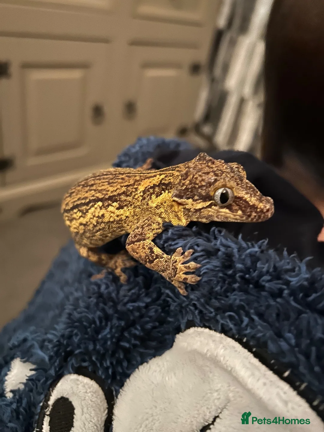 Gecko reptiles for sale: Gargoyle gecko in Stoke-on-Trent - Advert 1
