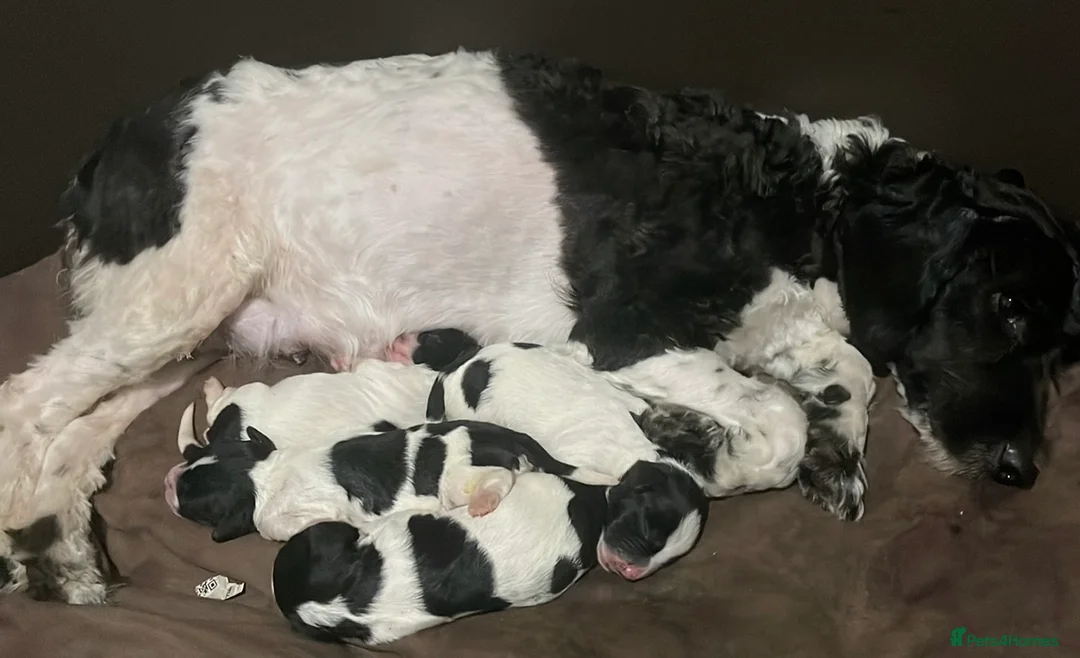 Sproodle dogs for sale: Stunning sproodle / springer / poodle / cockerpoo - Advert 13